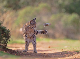 Фотография рыси из Испании победила в Wildlife Photographer of the Year