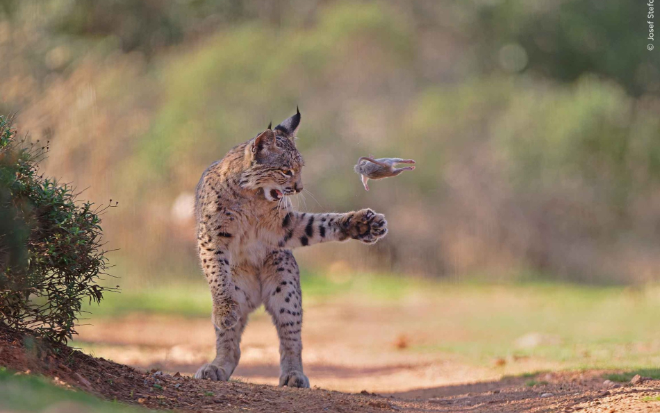 Фотография рыси из Испании победила в Wildlife Photographer of the Year