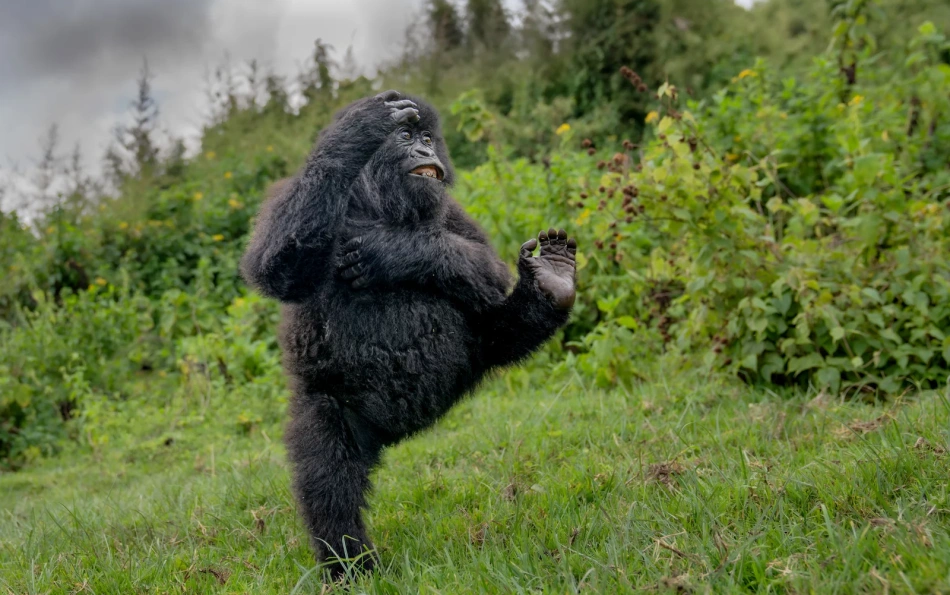 Nikon показал самые смешные фотографии животных